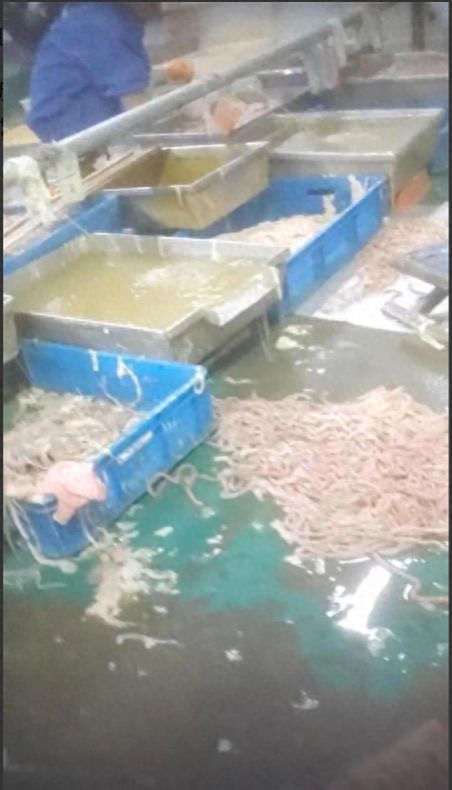記者揭食品廠臟亂內幕 衛生問題觸目驚心，電話泄露與焊錫絲銷售牽出背后利益鏈